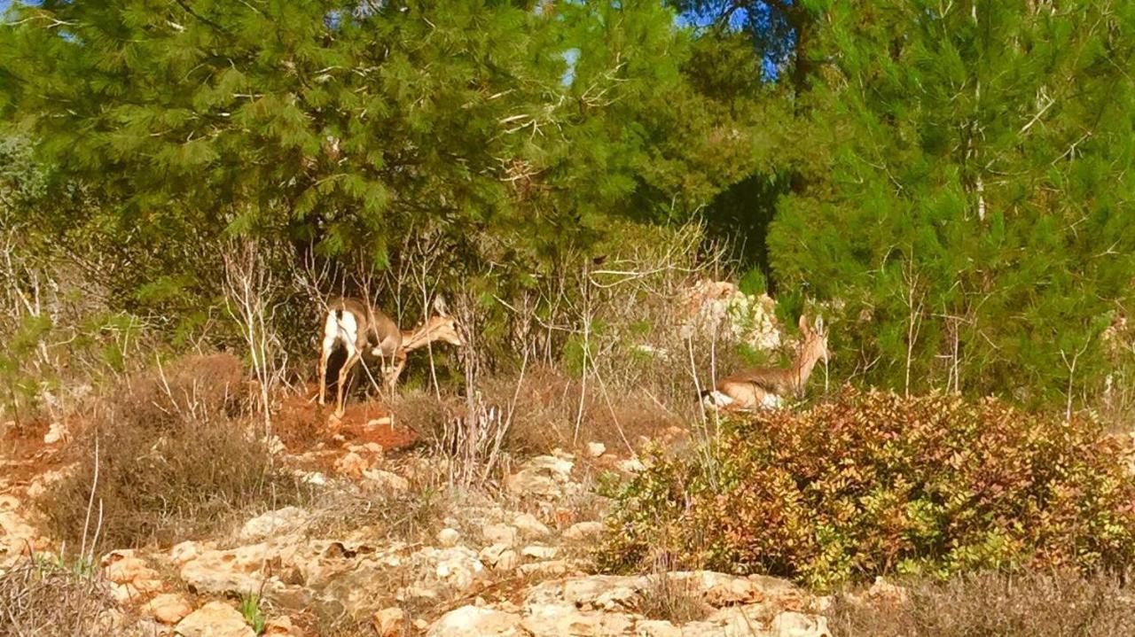 Tur Sinai Organic Farm Resort Ιερουσαλήμ Δωμάτιο φωτογραφία